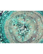 saxon Plants Biological Microscope Prepared Slides (50pcs)