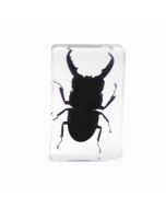 saxon Resin Preserved Specimen - Beetle