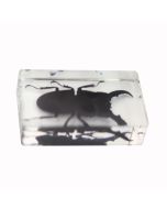 saxon Resin Preserved Specimen - Beetle