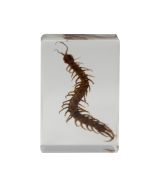 saxon Resin Preserved Specimen - Centipede