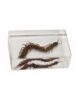 saxon Resin Preserved Specimen - Centipede