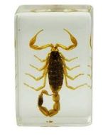 saxon Resin Preserved Specimen - Scorpion